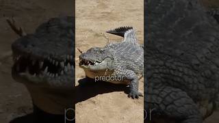 Crocodiles Incredible Underwater Secret [upl. by Hermione]