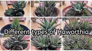 Different types of Haworthia  Haworthia plant with their names  Different kinds of cactus plants [upl. by Forward180]