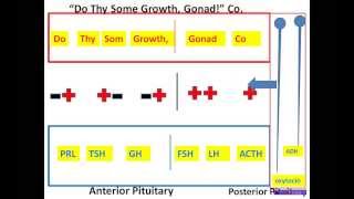 HypothalamicPituitary Mnemonic PtIIwmv [upl. by Sices]