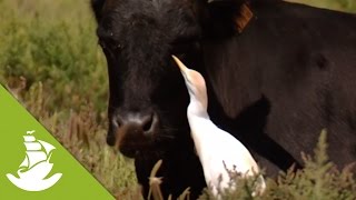 The cattle egrets an intelligent relief for the bulls [upl. by Herrick]