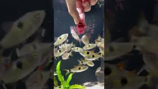 Hand feeding Bucktooth Tetras shorts ytshorts fishtank fish monsterfish bucktoothtetra exodon [upl. by Francie317]