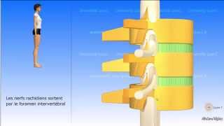 Vidéo sonorisée la vertèbre type La colonne tube [upl. by Magdala]