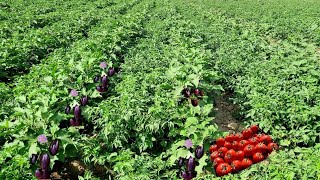 Best Companion Plants Tomatoes amp EggplantBrinjal You Can Intercrop To Miximize Yield amp Market Space [upl. by Etoile549]