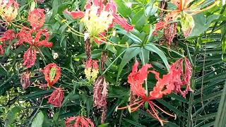 గ్లోరియోస సుపర్బా ఇది నిజంగా సూపరబ్బా Gloriosa superba [upl. by Adyl]