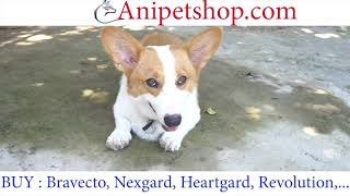 Anipetshopcom  Buy Pet Medications  Bravecto Heartgard Nexgard Revolution [upl. by Eden]