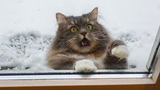 Funny Cats 2023 First Time Seeing Snow Hilarity Ensues [upl. by Reamy]