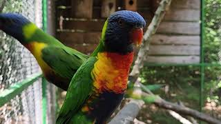 PAPAGO PARK CROATIA  EN Rainbow lorikeet Trichoglossus moluccanus [upl. by Aikmat]