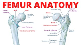 Femur Anatomy [upl. by Verada]