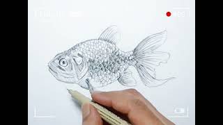 secret of drawing a Gold fish is revealed easy and step by step [upl. by Packton738]