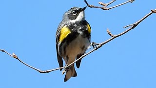 Paruline à croupion jaune chant  Yellowrumped Warbler song [upl. by Annelak]