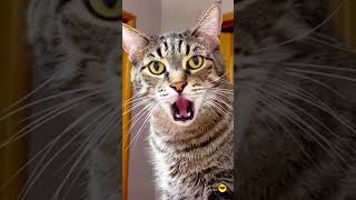 funny catcatcatscatlover catshorts funnycatsyoutubeshorts funnyvideo music [upl. by Enoryt]