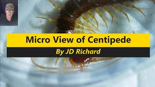 Centipede Micro View [upl. by Audley]