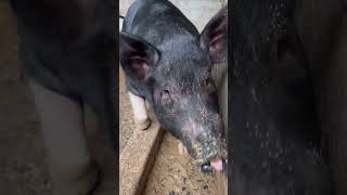 My farm pig pregnant pure duroc riverland [upl. by Adnylam212]