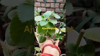 Ajwain plant caretips gardenning shortvideo [upl. by Oakman]