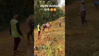 ಹೋರಿ ಲವರ್ 😍🥰 bulllovers horihabba jallikattu bull horirace niyat [upl. by Noll137]