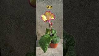 네온 neon 스트렙토카르푸스 streptocarpus plants flowers garden [upl. by Lareneg]