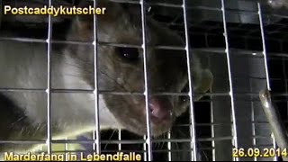 Marder Mustelidae gefangen in Lebendfalle Marderfang [upl. by Kellyn]