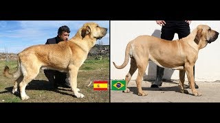 Raças de cães Cães Ibéricos raças de Portugal e Espanha  Dogs etc [upl. by Naghem836]