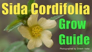 Sida Cordifolia Grow Guide [upl. by Lokkin]