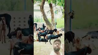 Jukam mein kar raha hun farmer goatfarmajmer cow sojatgoatfarm love [upl. by Lefton]