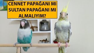 Cennet Papağanı mı Sultan Papağanı mı Almalıyım [upl. by Carleton206]