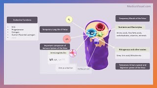 Placenta Part 3  Functions of placenta  Pitfalls of placenta  Gestational Diabetes [upl. by Aleece]