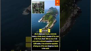 Snake Island Shock 4K Serpents Invade Brazilian Isle facts shorts interestingfacts [upl. by Geier]