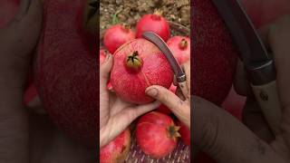 Awesome pomegranate fruit cutting skill fruit fresh fruitcutting satisfying [upl. by Enrahs]