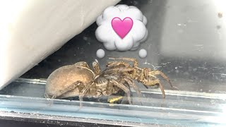 My Pet Spiders Fell in Love at First Sight 💘 [upl. by Annehcu760]