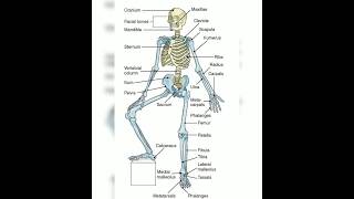 Skeletal system anatomy bone nursing exam special video Star [upl. by Nwahshar183]