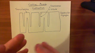 Cardiac Muscle Contraction Part 1 [upl. by Isabelle]