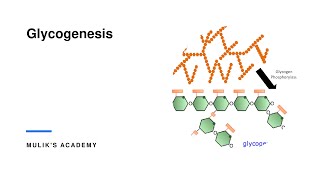 Glycogenesis glycogen Glycogen metabolism medical biochemistry metabolism [upl. by Willetta992]