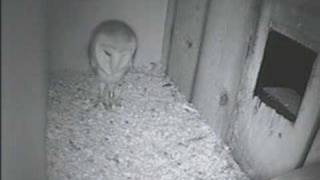 BARN OWL doing a defensive stomp with Screams in Kestrel Nest [upl. by Magdalen]