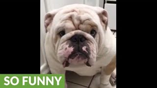 Bulldog refuses to give owner his paw [upl. by Waldack166]