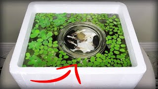 I made a baby fish sanctuary tank using styrofoam [upl. by Aihsoem]