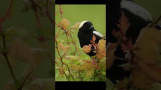 Passaro Bobolink canto passaros birds passaroslivres nature birdsounds cantodospassaros [upl. by Ytsirhc]