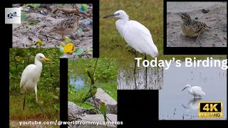 Todays Birding  Random visitors at the pool today [upl. by Inalawi]