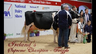 Irelands Supreme Champion Holstein at the 2022 National Dairy Show Hallow Atwood Twizzle EX94 [upl. by Ameen]