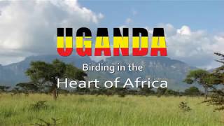 Uganda Birds [upl. by Richard]