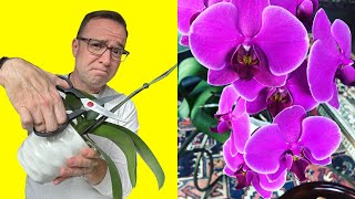 Where To Cut Orchid Stem After Flowers Fall Off [upl. by Severson]