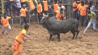 Irungalur Jallikattu 2023 Videos  இருங்களூர் ஜல்லிக்கட்டு 2023 Videos [upl. by Yslehc9]