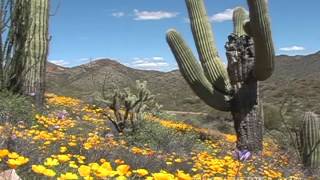 Wildflowers Out West near Wickenburg Arizona [upl. by Francyne]