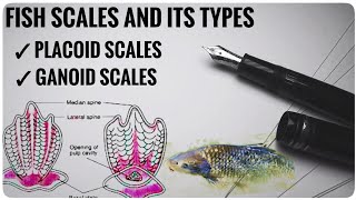 Scales and types of scales in fishes  fish scales [upl. by Llenahs]