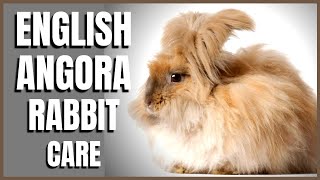 English Angora Rabbit Care [upl. by Barth]