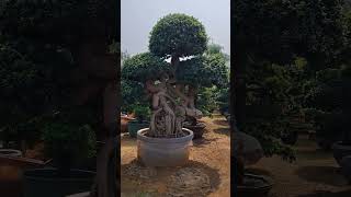 Butiful trees in kadiyam nursery kadiyamnursery butiful trendingshorts viralshort youtubeshorts [upl. by Knipe778]