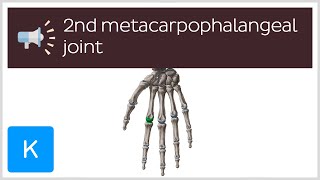 2nd metacarpophalangeal joint  Anatomical Terms Pronunciation by Kenhub [upl. by Nabroc650]