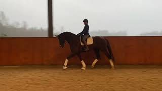 Don DJ — 2013 Oldenburg gelding [upl. by Nyrem247]