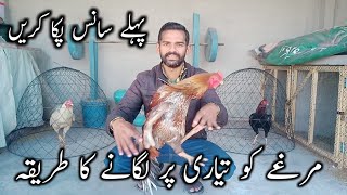 Aseel murgy ko tyaari pr kesy lagayen  Aseel murgy ka saans pakka karen  Ihsan Gujjar Vlogs [upl. by Berns]