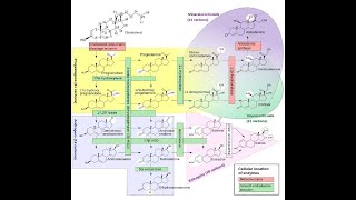 STEROIDOGENESIS AND CONGENITAL ADRENAL HYPERPLASIA [upl. by Watson925]