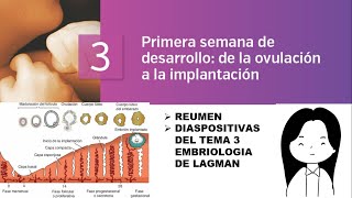 TEMA 3 EMBRIOLOGÍA PRIMERA SEMANA DE DESARROLLO DE LA OVULACIÓN A LA IMPLANTACIÓN [upl. by Marron]